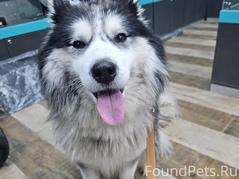 Пропала собака, похожа на маламута, Сормово