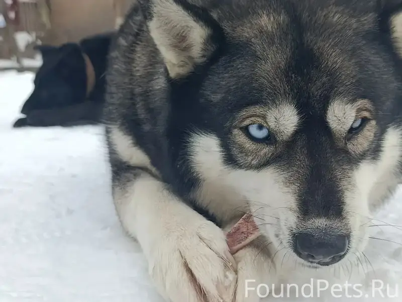 Пропала метис Хаски Луна, Михайловское шоссе