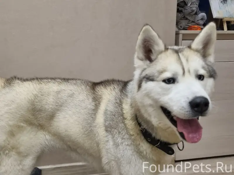 Найдена собака, Ленинский район