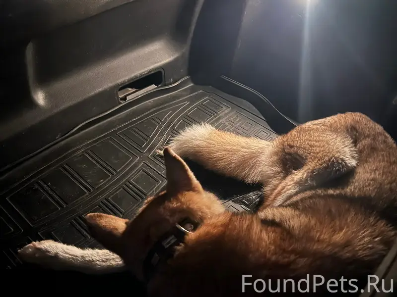 Найдена собака, Богородск