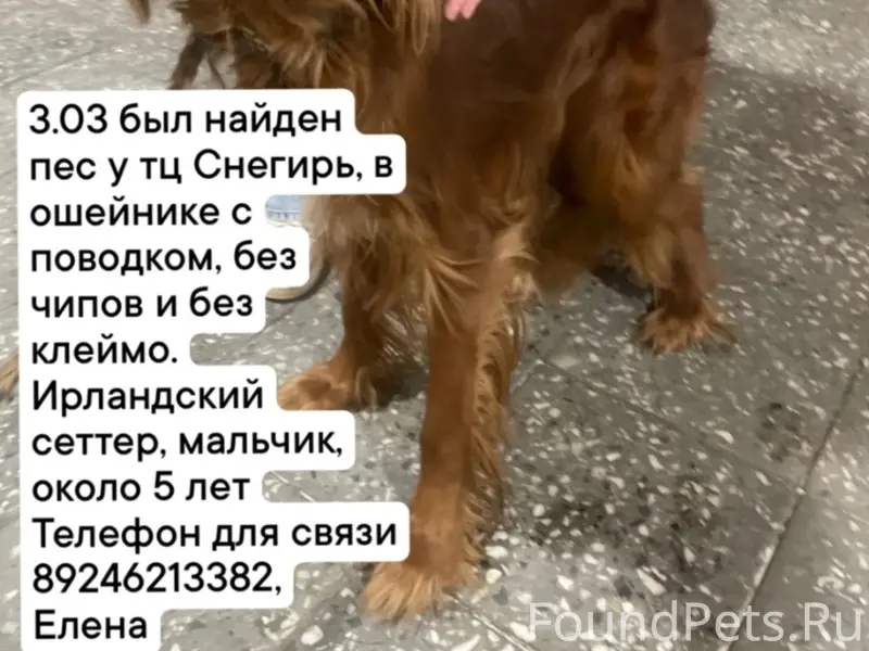 Найден пёс, Университетский район, Иркутск