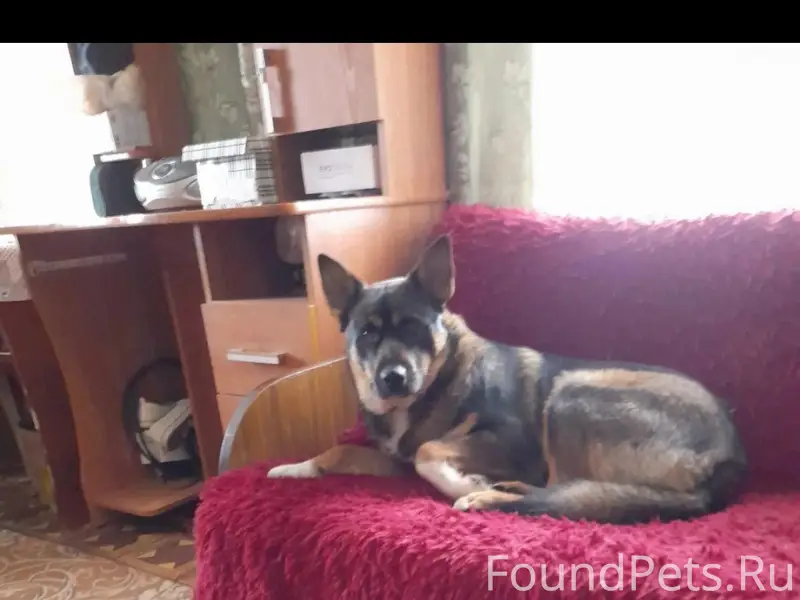 Пропал пёс, неизвестное местоположение