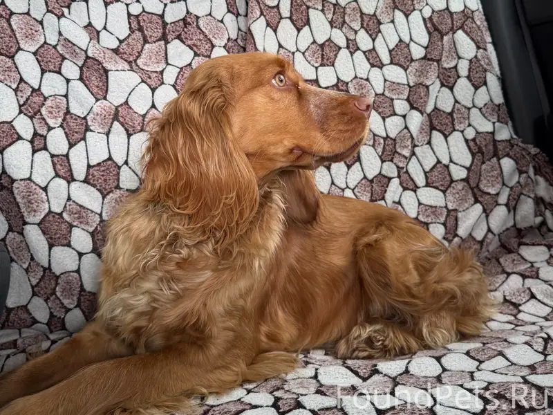 Пропала русский охотничий спаниель Соня, микрорайон Дёма