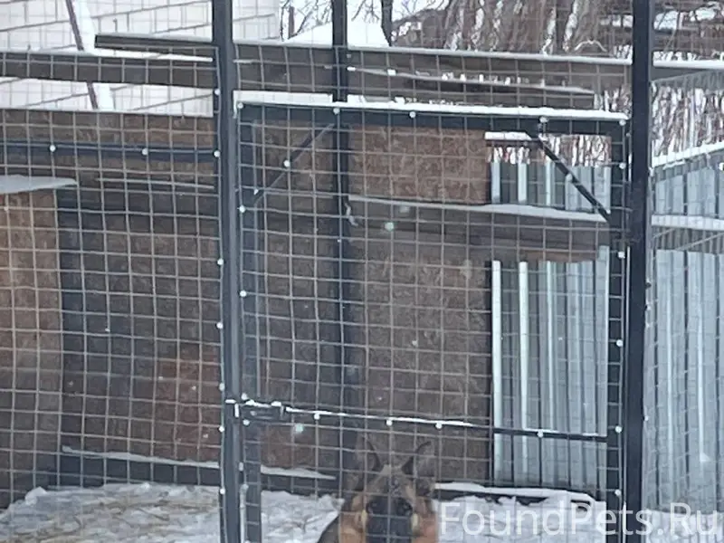 Пропала собака Луна, с. Ильинское