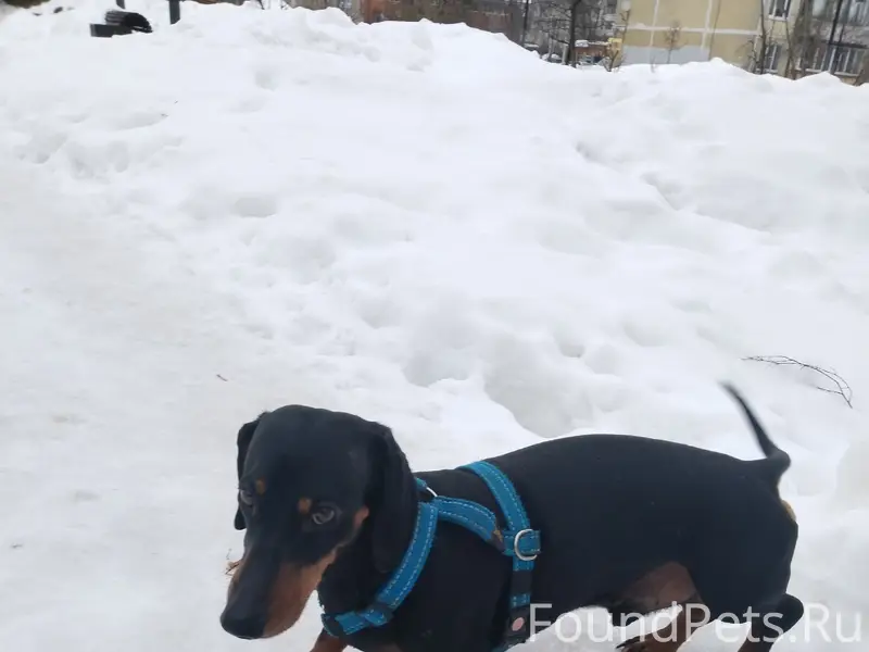 Пропала такса, Серпухов