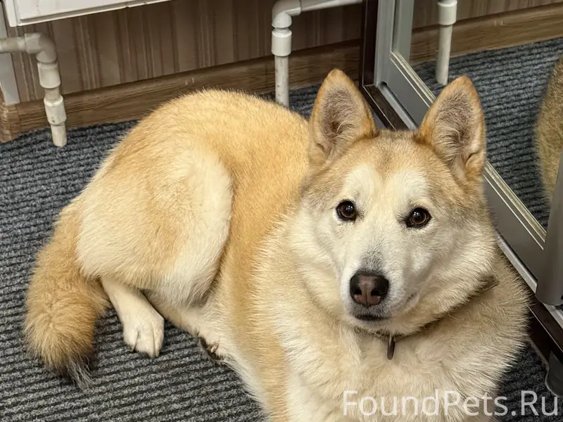 Пропала собака Юна