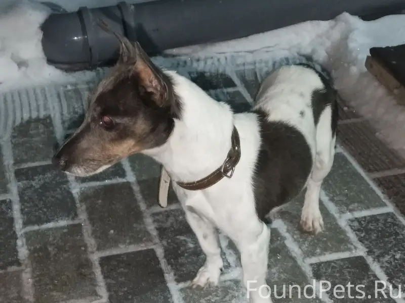 Найден тип собака, пос. Сибирская долина