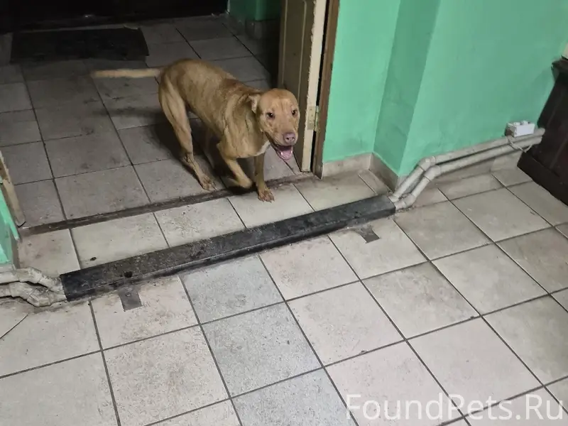 Найден щенок, Курск, улица Жуковского