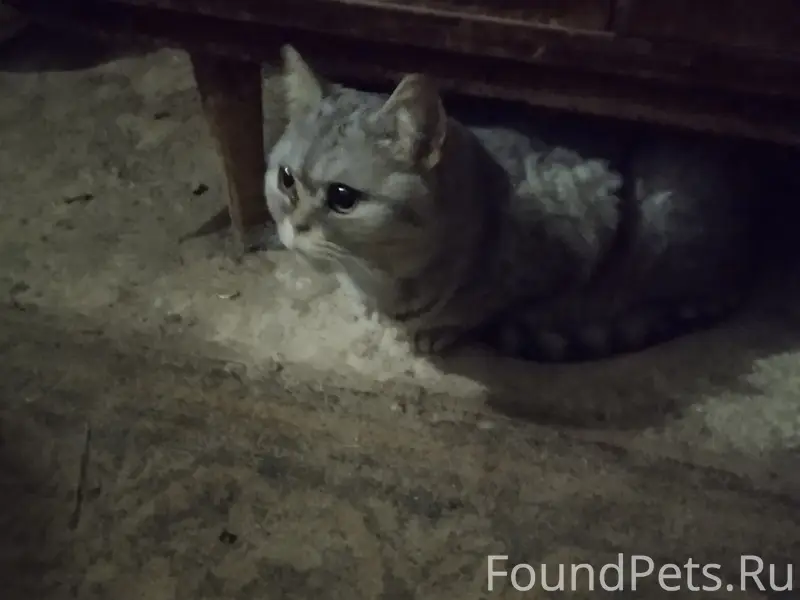 Найдена шотландская прямоухая кошка, Автозаводский район