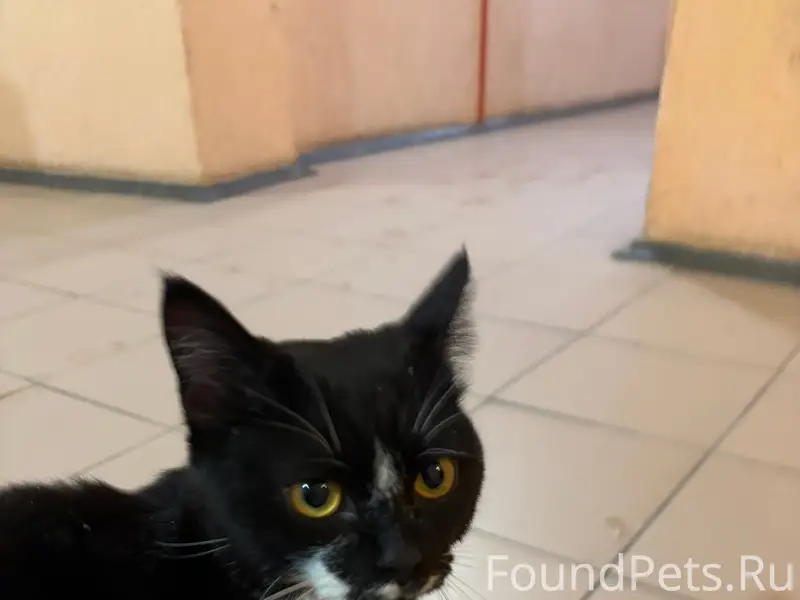 Найден кот, Октябрьский район