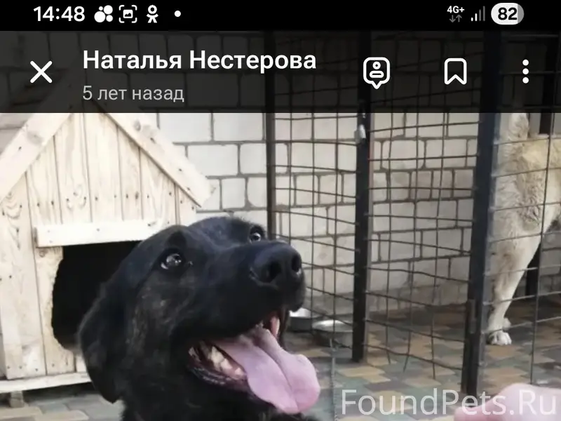 Пропала взрослая собака, район Заливенки