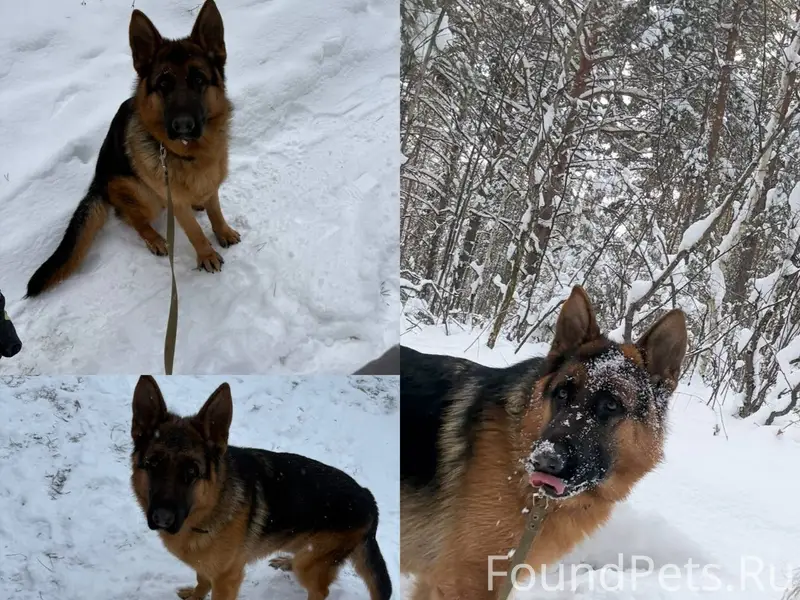 Пропал кобель немецкой овчарки, клеймо в ухе, Придорожный