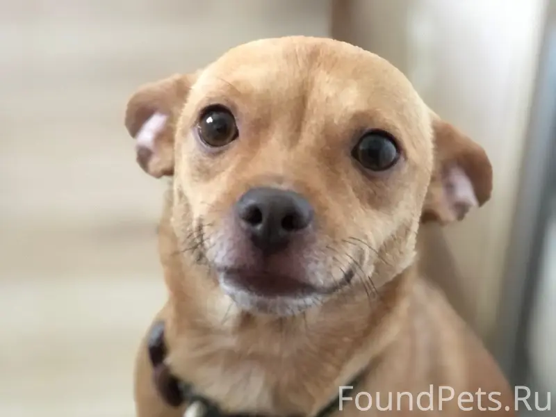 Пропала собака Эльза, Пр. Победы