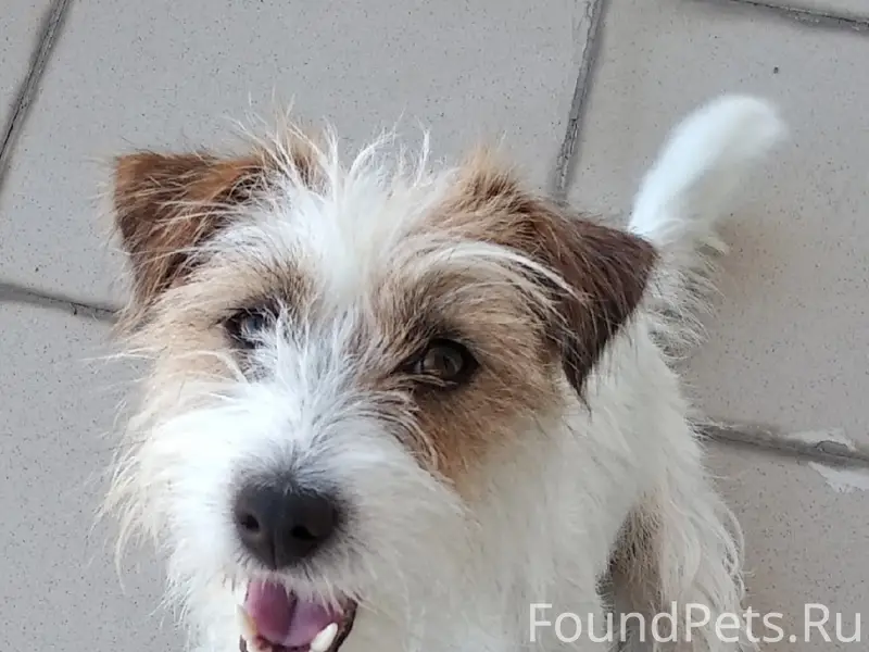 Пропала Джек Рассел терьер Рыбка, Ново-Савиновский район