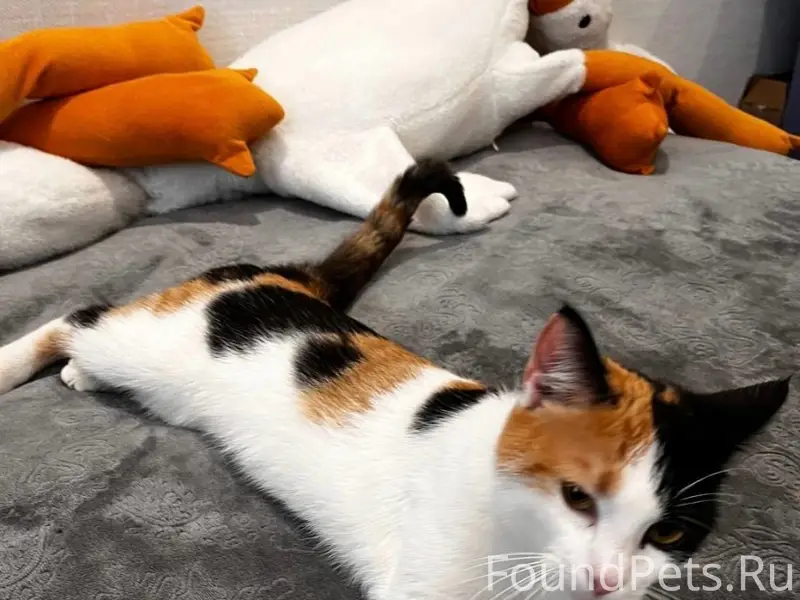 Найдена трехцветная кошка, улица Фокина, 66