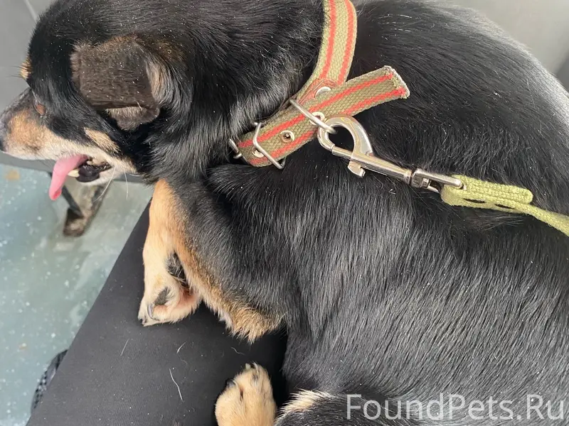 Пропала такса Тима, Юбилейный район