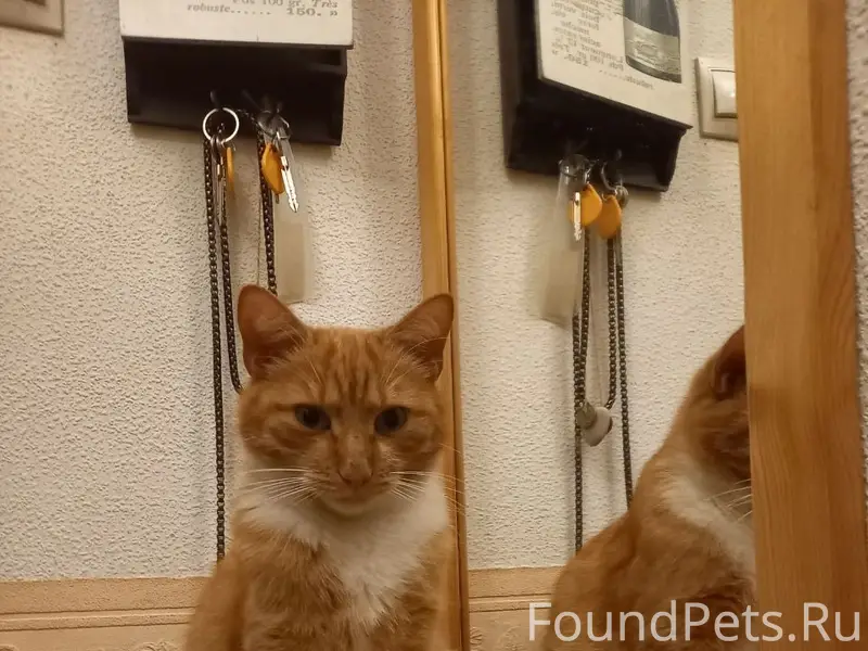 Пропал рыжий кот Митя, Зеленоградск