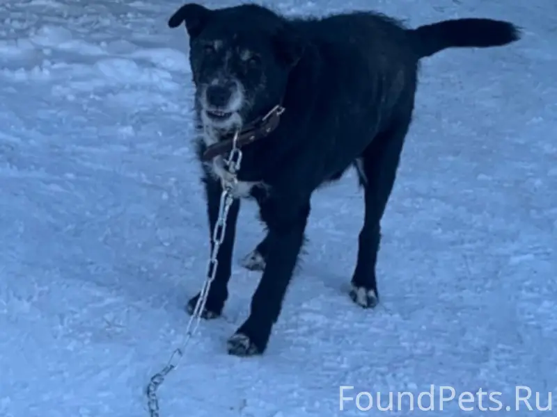 Пропал пёс, ул. Солнечная
