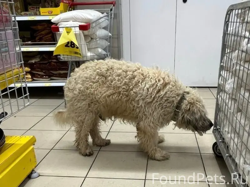 Найдена собака, белая/палевая, Уралмаш