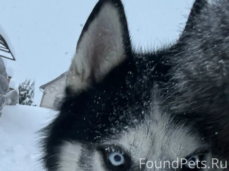 Пропал сибирский хаски Хьюго, микрорайон Юрьевец