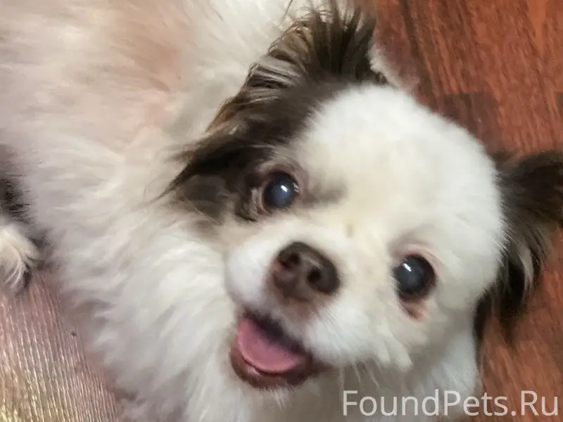 Найдена собака, Уфа, Максимовский мост