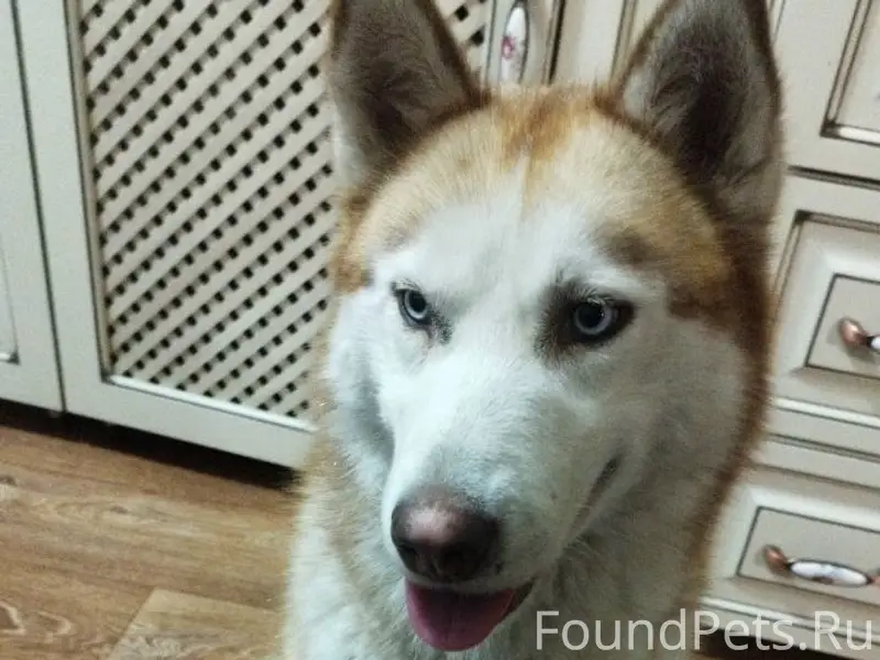 Найдена хаски, Симферополь, Железнодорожный район