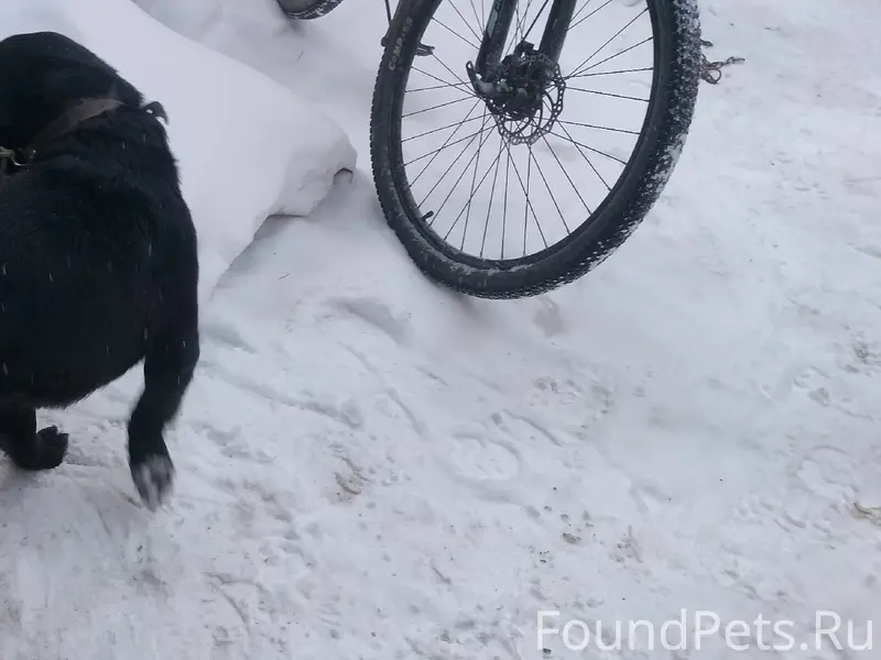 Найден щенок лабрадора, Шадринск