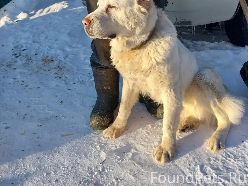 Пропала девочка алабай Белла, Большая Лая