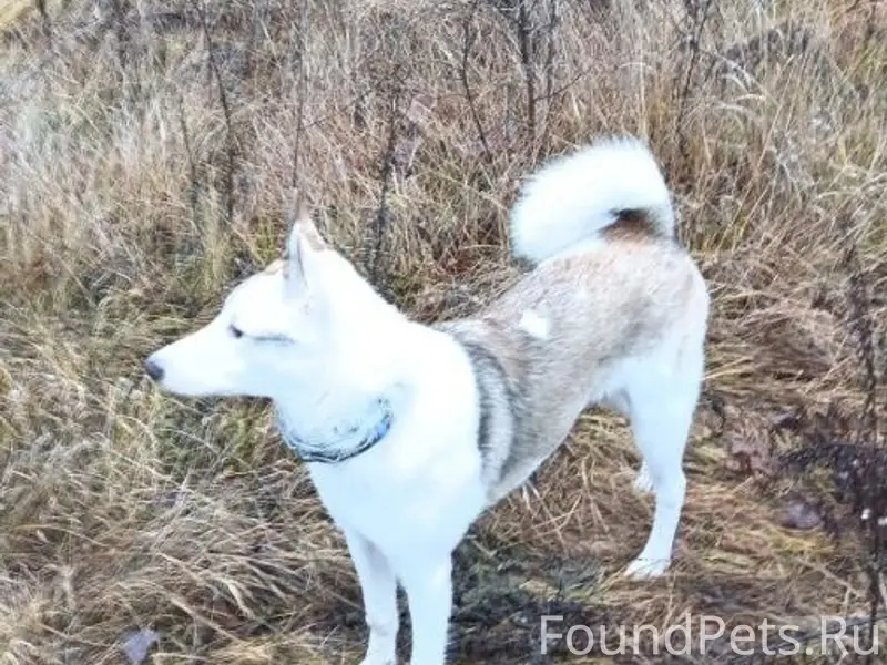 Пропала собака, Аламасово или Нарышкино