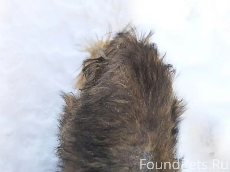 Найдена собака в тяжелом состоянии, нуждается в помощи