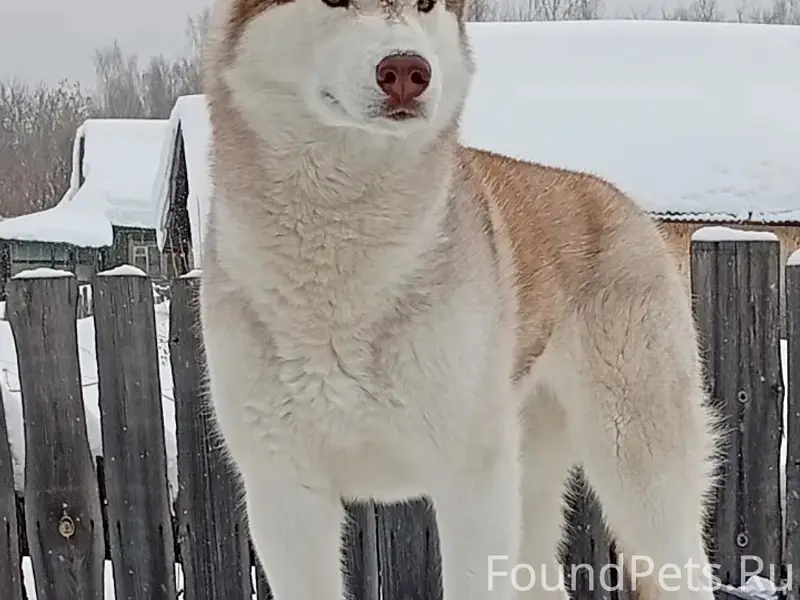 Пропала хаски, Истомино