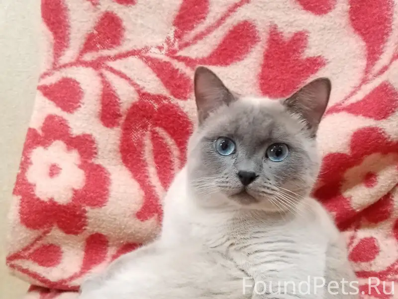 Пропал кот Оскар, Северный район