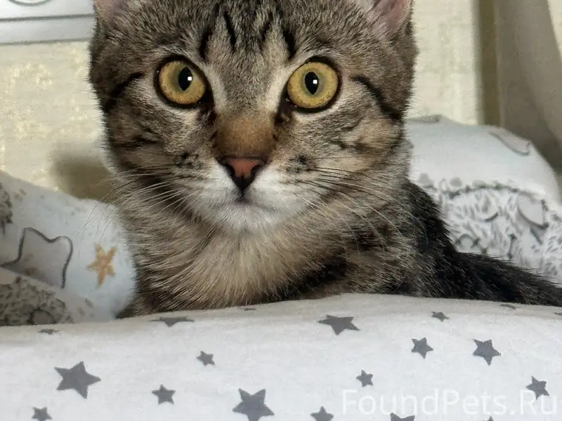 Пропала кошка Кузя, Магистральное