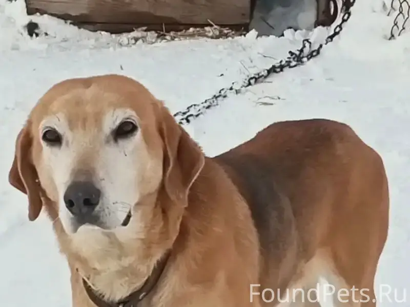 Пропали гончие, д. Курово Луховицкого района