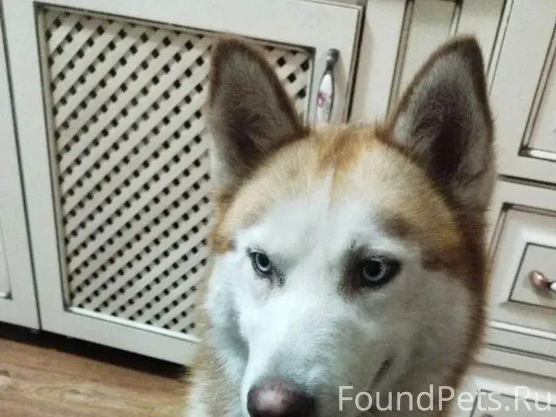 Найденна собака, Железнодорожный район