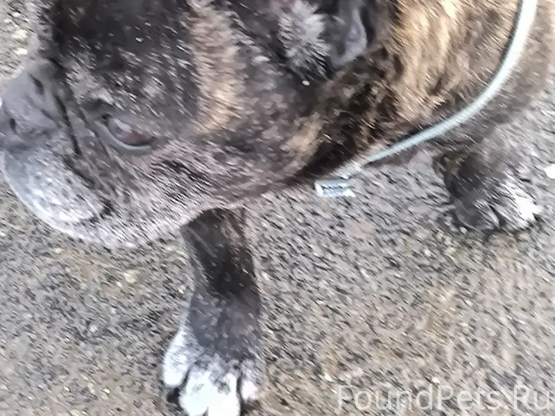 Найден а собака, у посёлка Снегири