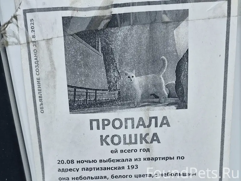 Пропала белая кошка, Партизанская, 193