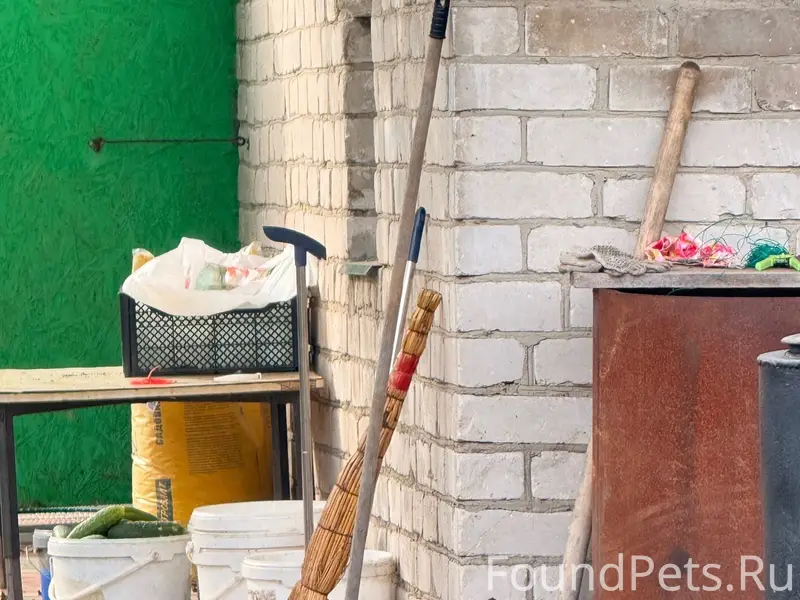 Пропала собака, улица 3-х Коммунистов