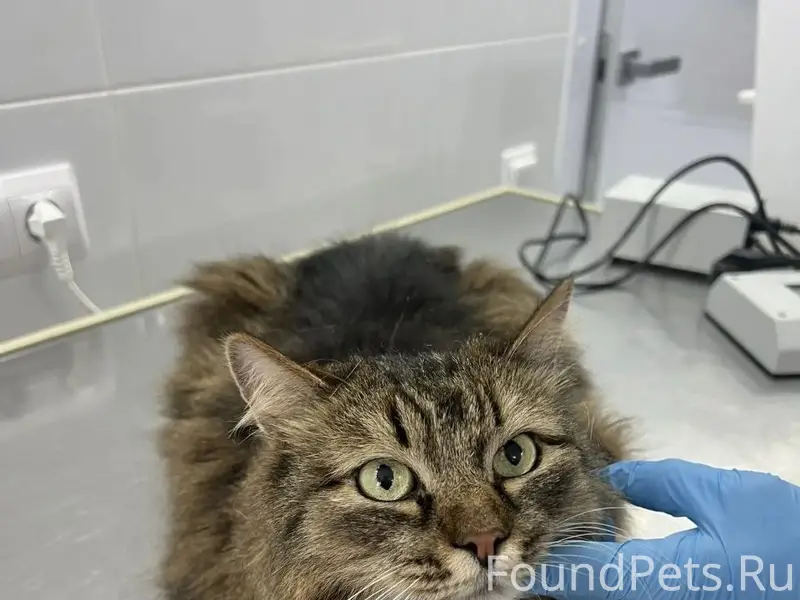 Найден кот, Дзержинск, ул. Галкина