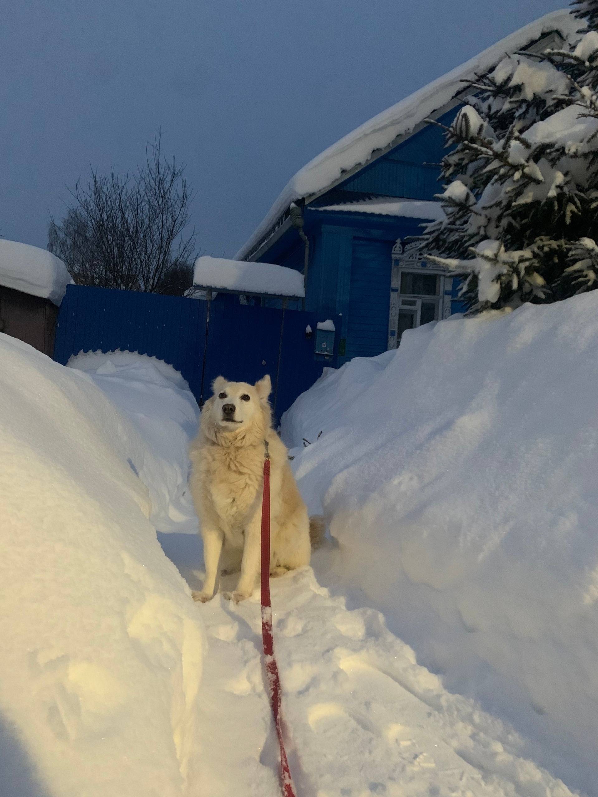 Пропала собака Мира, Мариевка