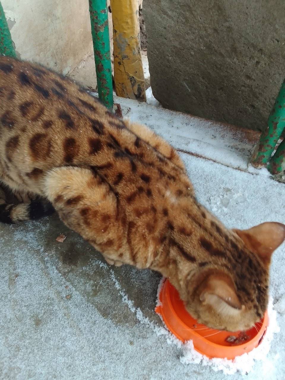 Найден кот, Герой Самочкина дом 14