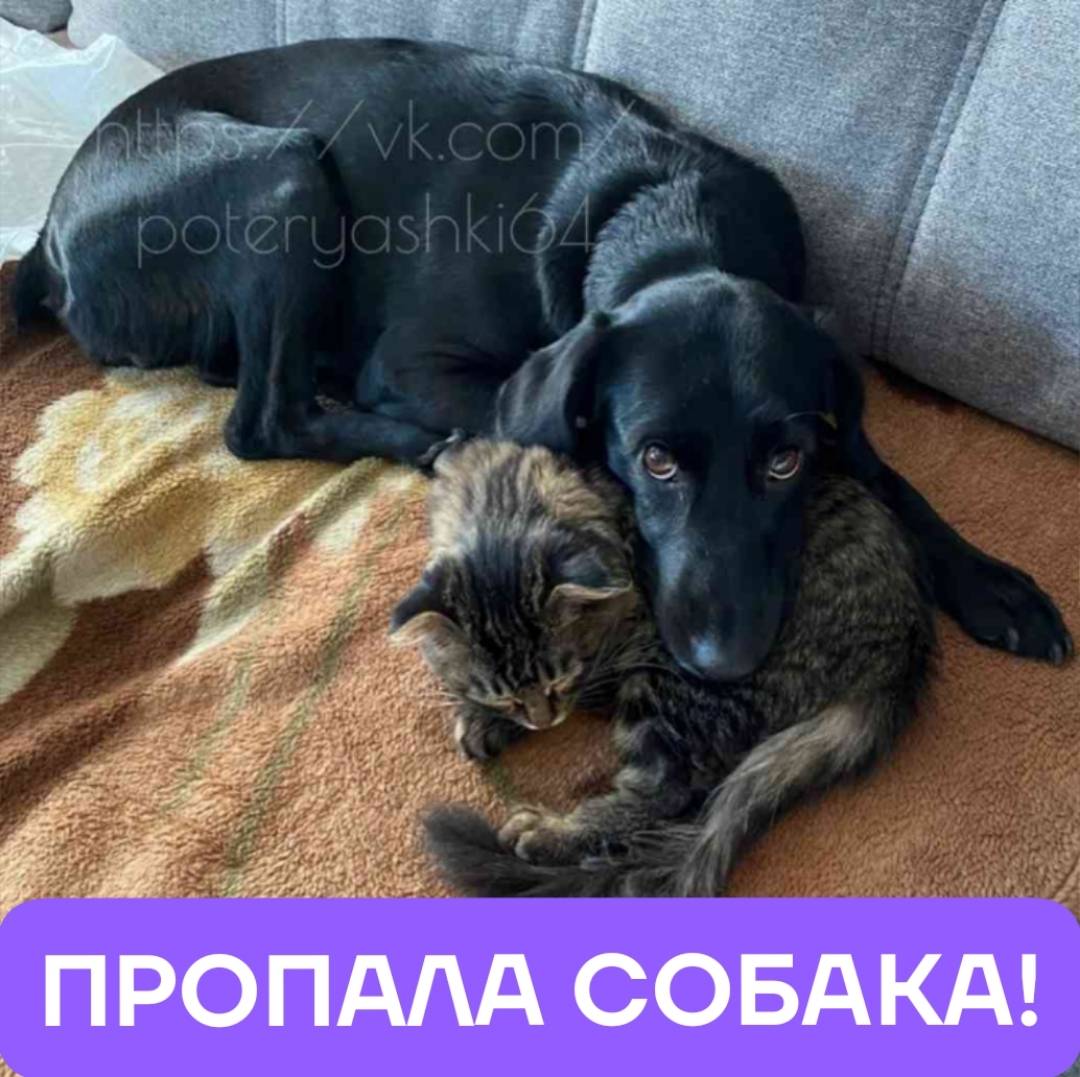 Пропала собака Лея, Саратов