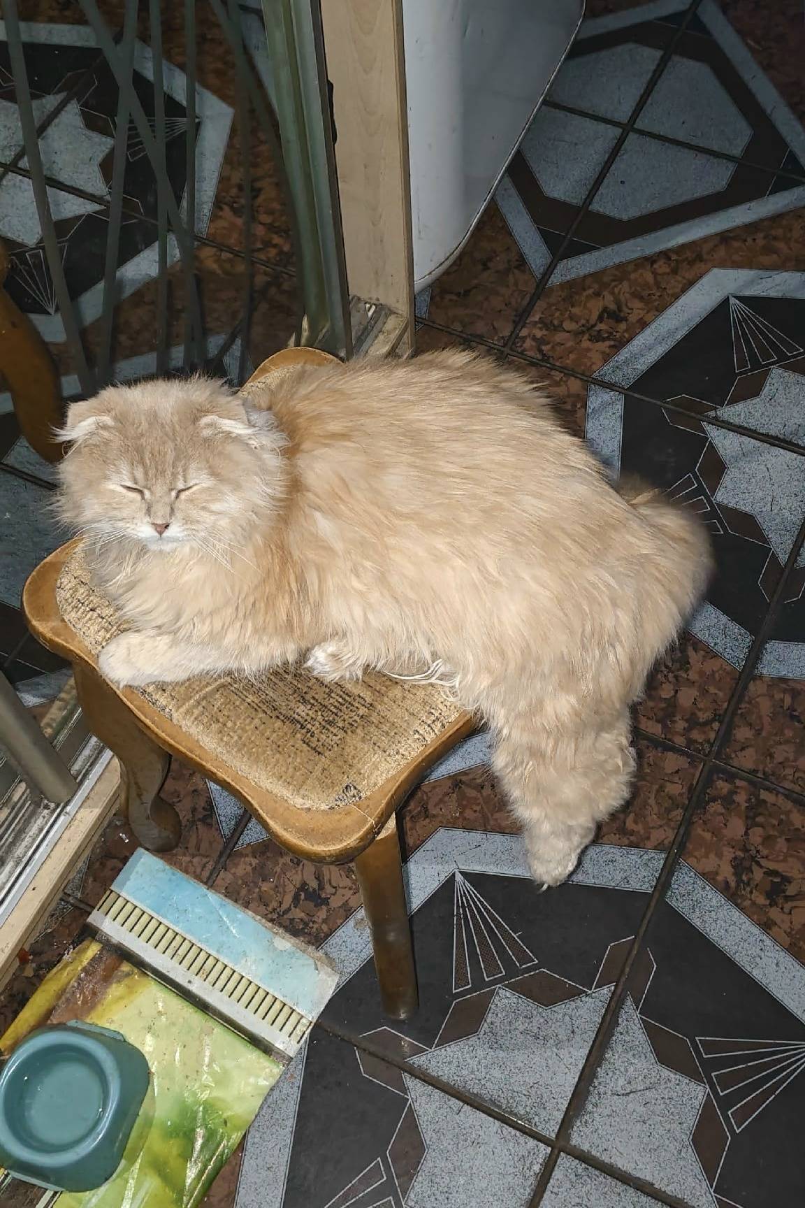 Пропал кот, улица Герцена