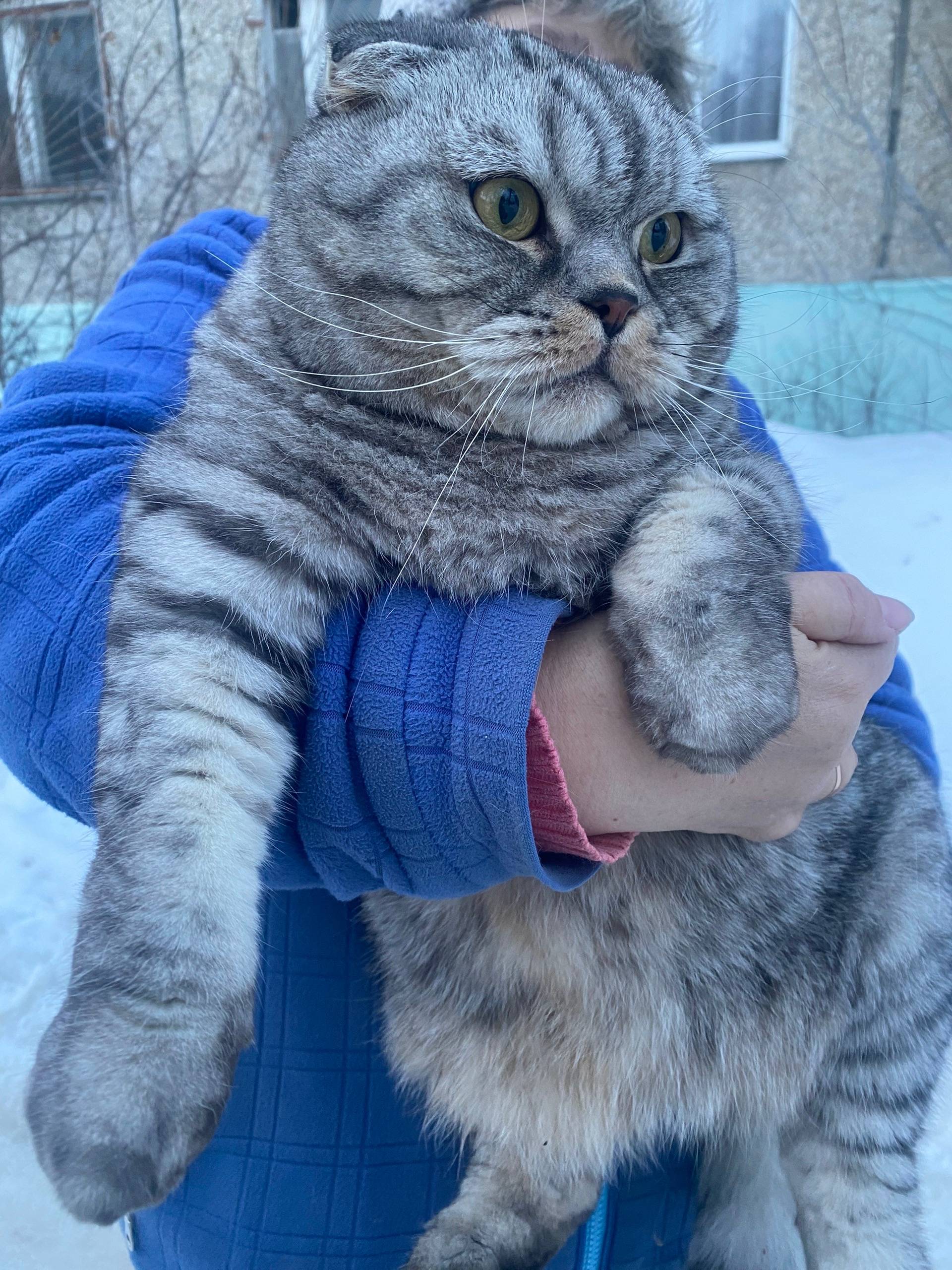 Найден кот, Дзержинск