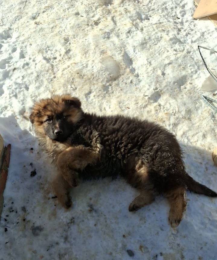 Пропал щенок, частные финские дома