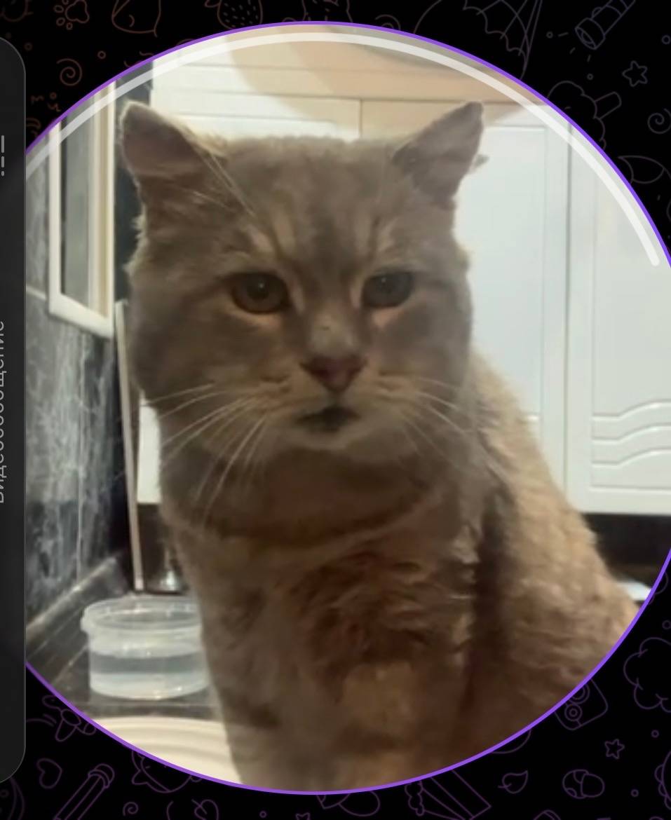 Пропал кот, серый окрас