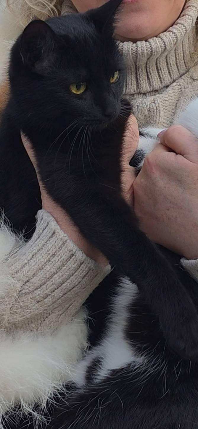 Пропала кошка Кира, посёлок Лаванда (Лучистое)