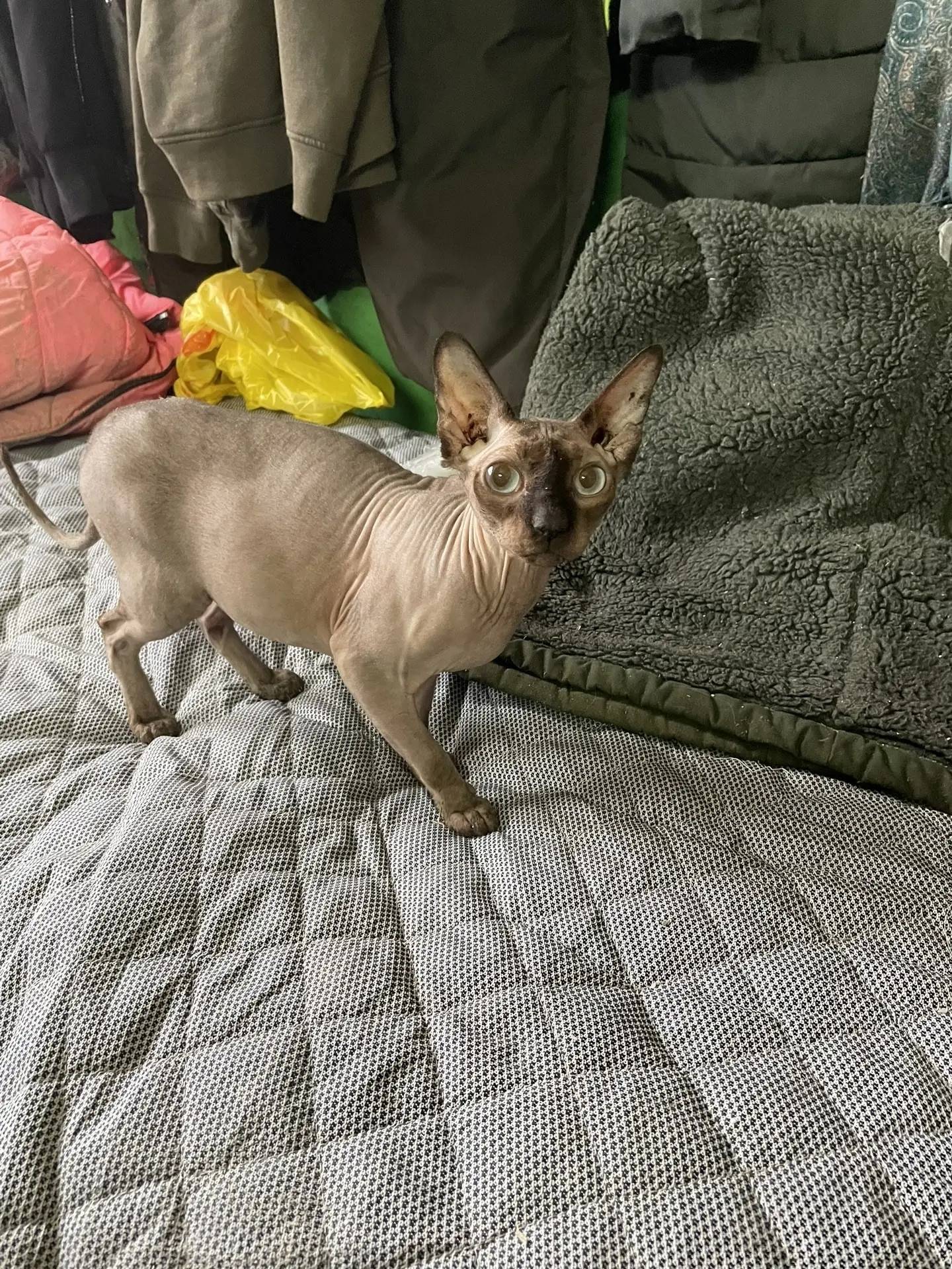 Найдены сфинксы, мальчик и девочка, Богословка