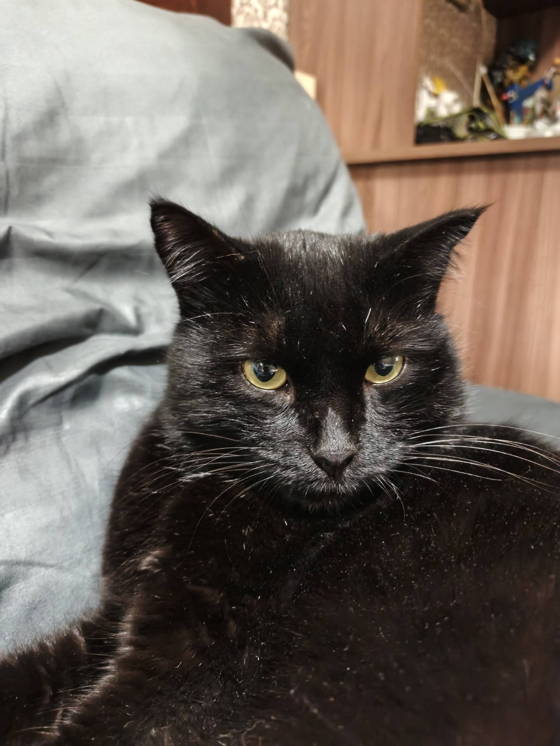 Пропал кот Красавчик, пр. Мира 17 б