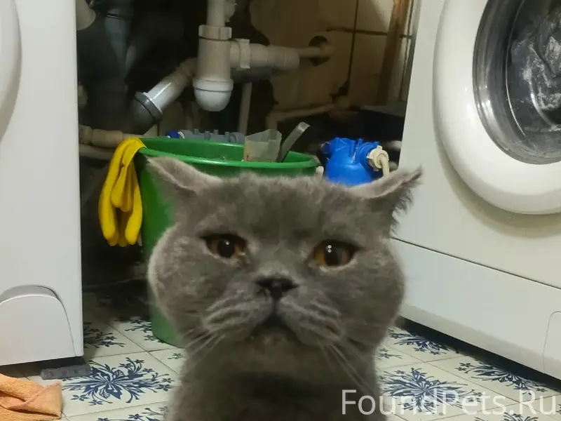 Найден британец, г. Электросталь